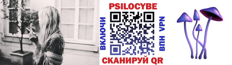 дарнет шоп  Куртамыш  Галлюциногенные грибы Psilocybe 